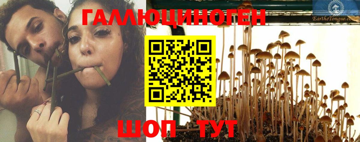 Сосновый Бор  Псилоцибиновые грибы Psilocybine cubensis  Вход с VPN 